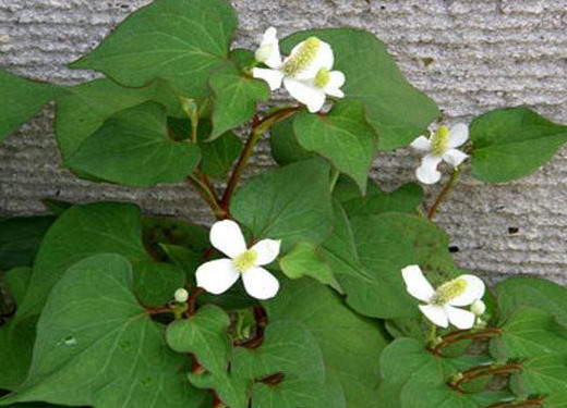 蕺菜怎么念？蕺菜怎么讀