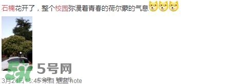 為什么學(xué)校要種石楠花？石楠花的味道為什么這么銷魂？
