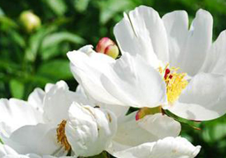 白芍可以美白嗎？白芍怎么美白？