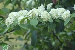 為什么學(xué)校要種石楠花？石楠花的味道為什么這么銷魂？