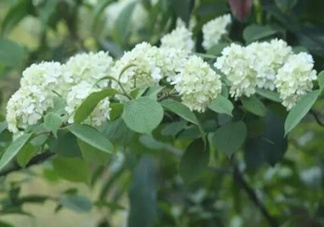 為什么學(xué)校要種石楠花？石楠花的味道為什么這么銷魂？