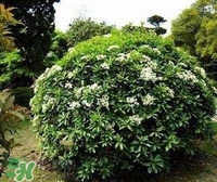 為什么學(xué)校要種石楠花？石楠花的味道為什么這么銷魂？