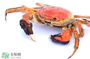五月份可以吃螃蟹嗎？5月份可以吃螃蟹嗎？