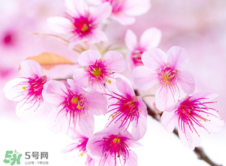 五月份還有櫻花嗎？日本5月份還有櫻花嗎？