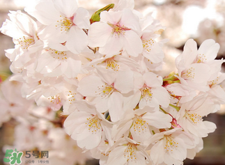 五月份還有櫻花嗎？日本5月份還有櫻花嗎？