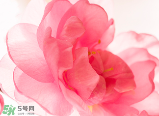 五月份還有櫻花嗎？日本5月份還有櫻花嗎？