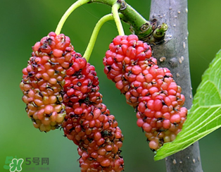 桑葚什么時(shí)候結(jié)果？桑葚幾年結(jié)果？
