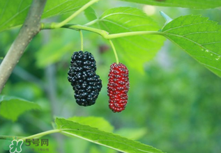 桑葚什么時(shí)候結(jié)果？桑葚幾年結(jié)果？