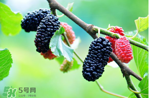 哪些人不能吃桑葚？桑葚什么人不能吃？