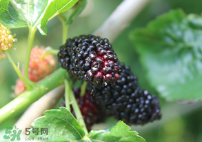 哪些人不能吃桑葚？桑葚什么人不能吃？