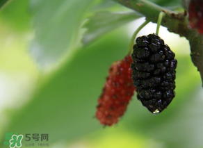 哪些人不能吃桑葚？桑葚什么人不能吃？