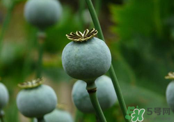 罌粟苗能當(dāng)菜吃嗎？罌粟苗可以當(dāng)菜吃嗎？