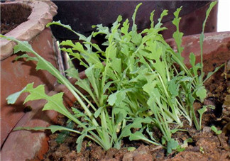 罌粟苗能當(dāng)菜吃嗎？罌粟苗可以當(dāng)菜吃嗎？