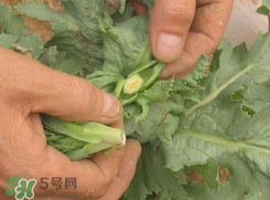 大煙苗能吃嗎？大煙苗能生吃嗎？