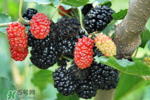 桑葚酸嗎？桑葚為什么酸？