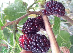 桑葚發(fā)霉了還能吃嗎？桑葚發(fā)霉了還能泡酒嗎？