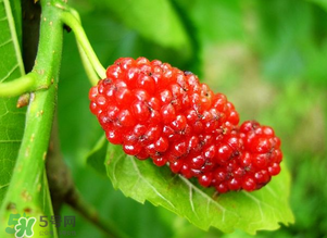 桑葚變紅了可以吃嗎？桑葚發(fā)紅可以吃嗎？