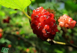 桑葚變紅了可以吃嗎？桑葚發(fā)紅可以吃嗎？