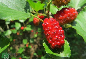 桑葚變紅了可以吃嗎？桑葚發(fā)紅可以吃嗎？