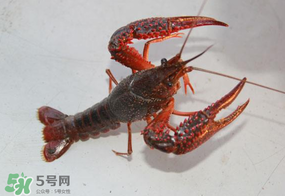 四月份能釣龍蝦嗎？4月份能釣龍蝦嗎？