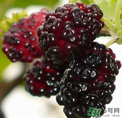 桑葚不甜怎么辦？桑葚不甜怎么變甜？