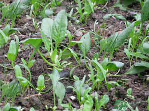 4月份可以種菠菜嗎？菠菜幾月份種？