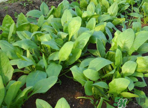 4月份可以種菠菜嗎？菠菜幾月份種？