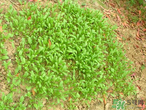4月份可以種菠菜嗎？菠菜幾月份種？