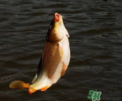 四月份可以釣鯉魚嗎？四月份怎么釣鯉魚？