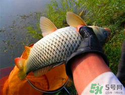 四月份可以釣鯉魚嗎？四月份怎么釣鯉魚？