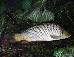四月份可以釣鯉魚嗎？四月份怎么釣鯉魚？