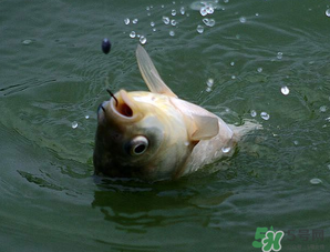 四月份能釣魚(yú)嗎？四月份釣什么魚(yú)？