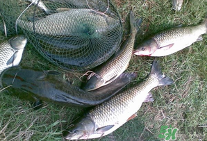 四月份能釣魚(yú)嗎？四月份釣什么魚(yú)？