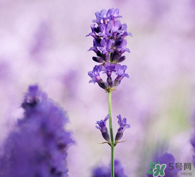 4月份有薰衣草嗎？四月份薰衣草開了嗎？