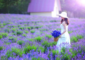 4月份有薰衣草嗎？四月份薰衣草開(kāi)了嗎？