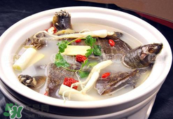 懷孕初期能吃甲魚嗎？懷孕初期可以吃甲魚嗎？