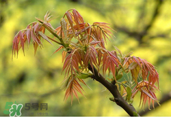 香椿多少錢一斤？香椿芽多少錢一斤2017？