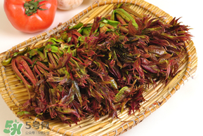 香椿為什么會苦？香椿苦味怎么回事？