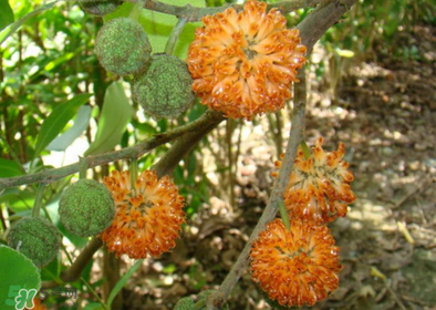 構(gòu)樹(shù)花孕婦能吃嗎？構(gòu)樹(shù)花孕婦可以吃嗎？