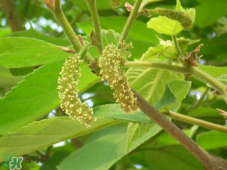 構(gòu)樹(shù)花孕婦能吃嗎？構(gòu)樹(shù)花孕婦可以吃嗎？