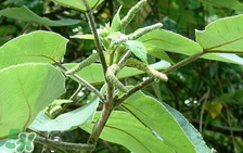 構(gòu)樹穗孕婦能吃嗎？孕婦能吃構(gòu)樹穗嗎？