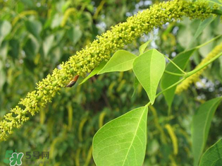 構(gòu)樹穗孕婦能吃嗎？孕婦能吃構(gòu)樹穗嗎？