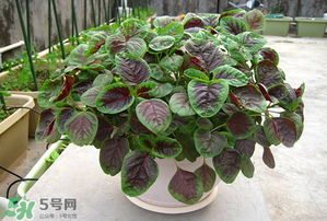 孕婦能吃莧菜嗎？孕婦可以吃莧菜嗎？