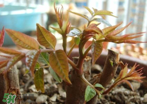 香椿什么時候發(fā)芽？香椿什么時候采摘？