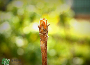 香椿什么時候發(fā)芽？香椿什么時候采摘？