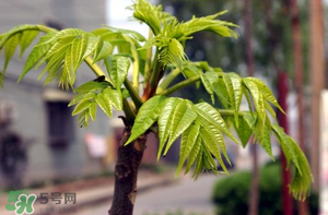 香椿什么時候發(fā)芽？香椿什么時候采摘？