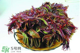 香椿什么時候上市？香椿幾月份上市？