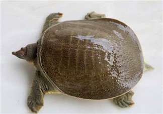 懷孕初期能吃甲魚嗎？懷孕初期可以吃甲魚嗎？