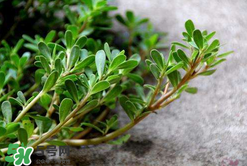 馬齒莧能治白發(fā)嗎？馬齒莧可以治白發(fā)嗎？
