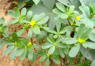 馬齒莧能治白發(fā)嗎？馬齒莧可以治白發(fā)嗎？